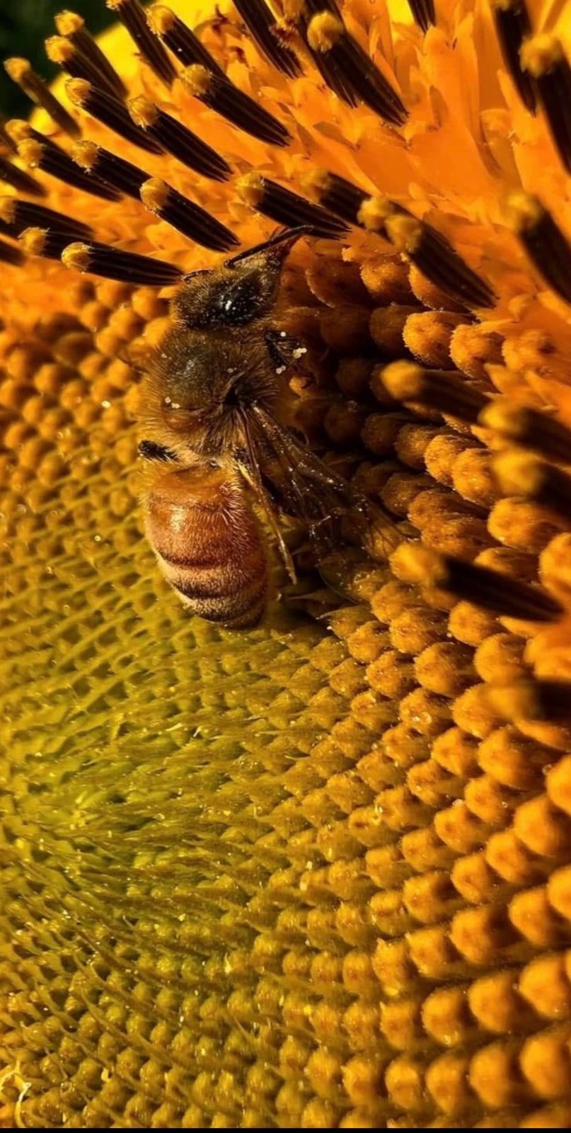 Contest entry: Beauty is in the eye of the Bee Holder